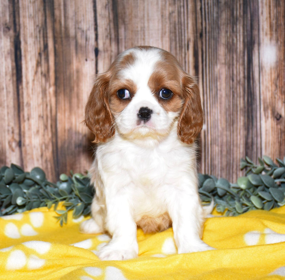 Thumbnail: Adorable Cavalier King Charles Spaniel puppy