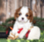 Adorable Cavalier King Charles Spaniel puppy