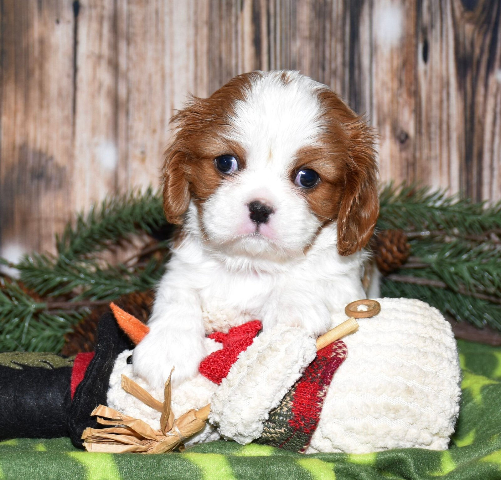 Adorable Cavalier King Charles Spaniel puppy