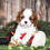 Thumbnail: Adorable Cavalier King Charles Spaniel puppy