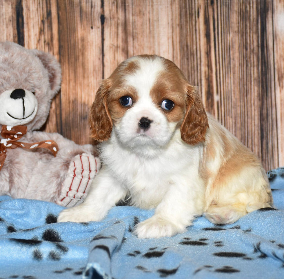 Thumbnail: Adorable Cavalier King Charles Spaniel puppy