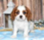 Adorable Cavalier King Charles Spaniel puppy
