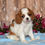 Thumbnail: Adorable Cavalier King Charles Spaniel puppy