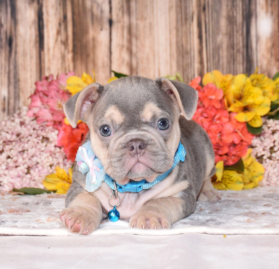 Adorable lilac French Bulldog puppy