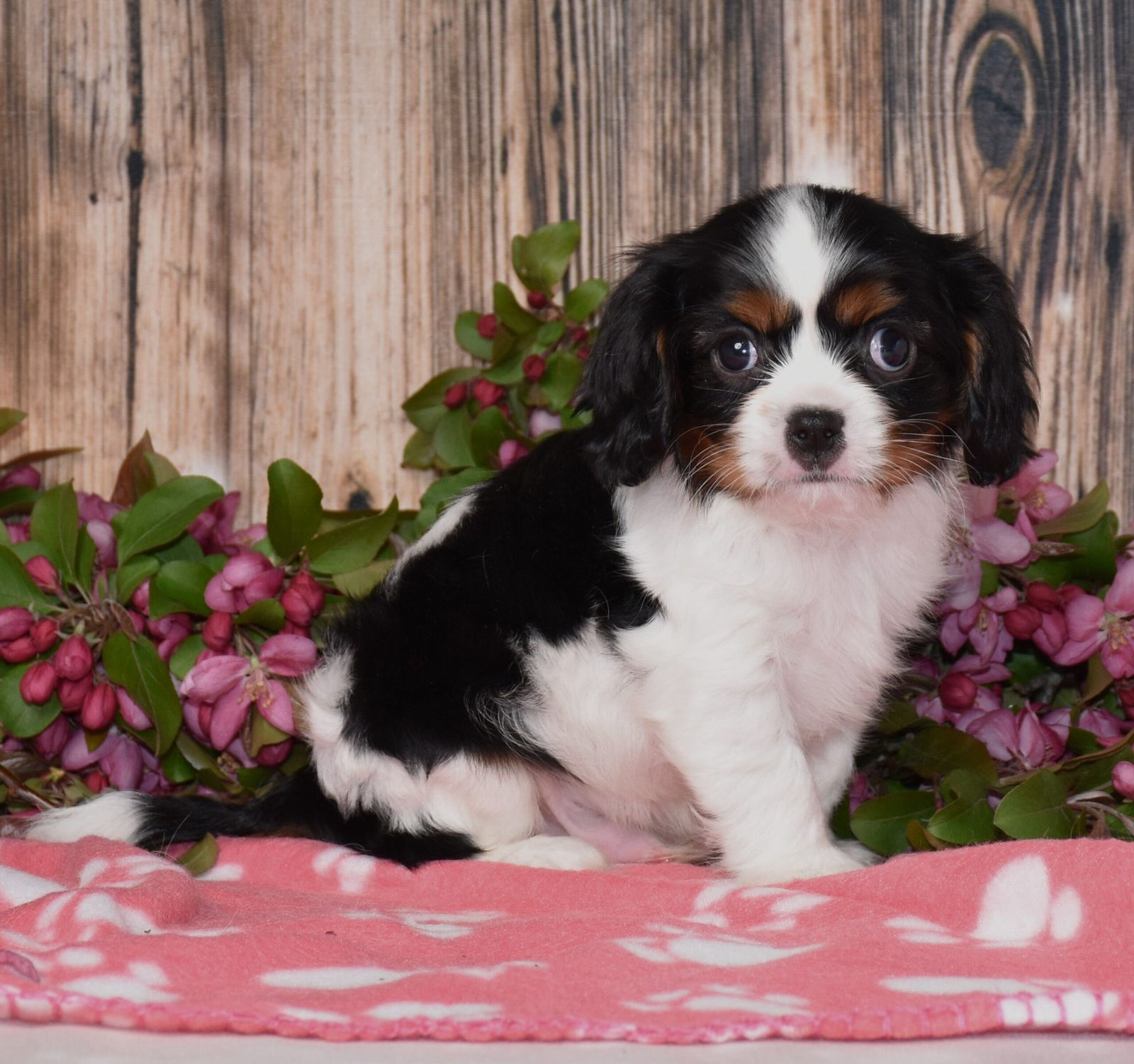 Adorable Cavalier King Charles Spaniel puppy