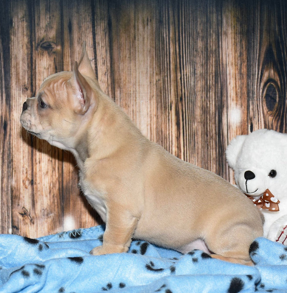 Thumbnail: Adorable fawn French Bulldog puppy