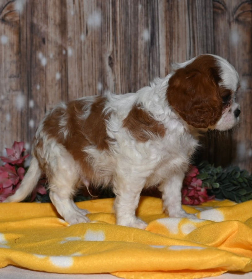 Thumbnail: Adorable Cavalier King Charles Spaniel puppy