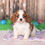 Thumbnail: Adorable Cavalier King Charles Spaniel puppy