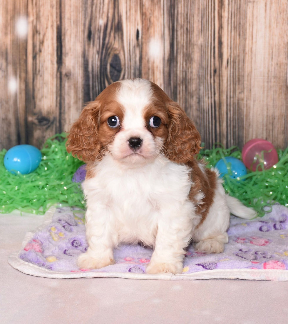 Thumbnail: Adorable Cavalier King Charles Spaniel puppy