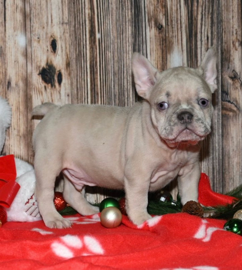 Adorable French Bulldog puppy