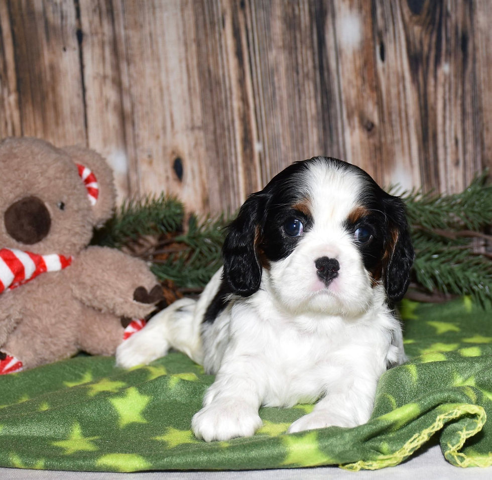 Adorable Cavalier King Charles Spaniel puppy