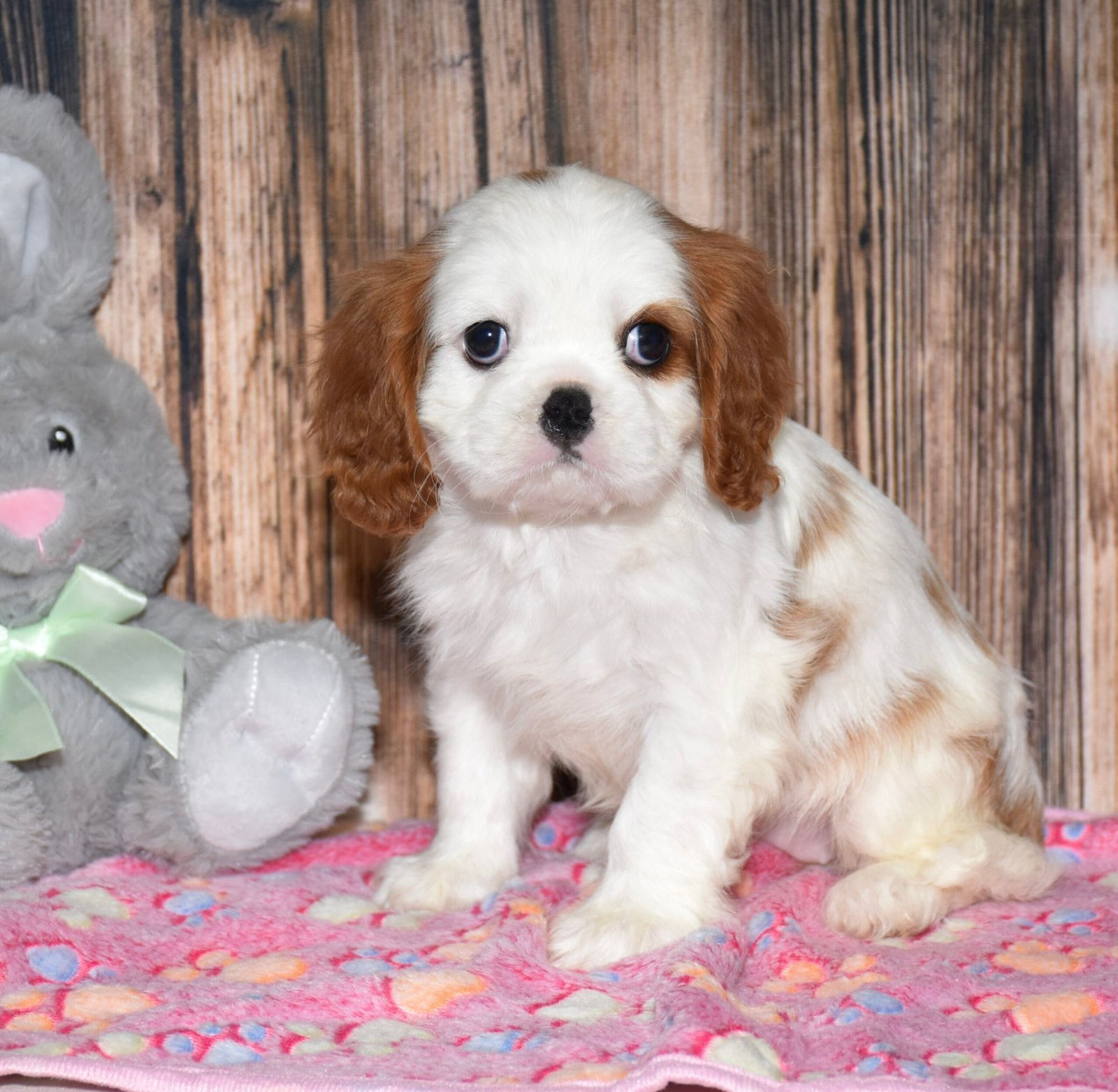 Adorable Cavalier King Charles Spaniel puppy