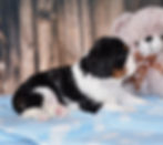 Adorable Cavalier King Charles Spaniel puppy playing with teddy bear