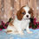 Thumbnail: Adorable Cavalier King Charles Spaniel puppy