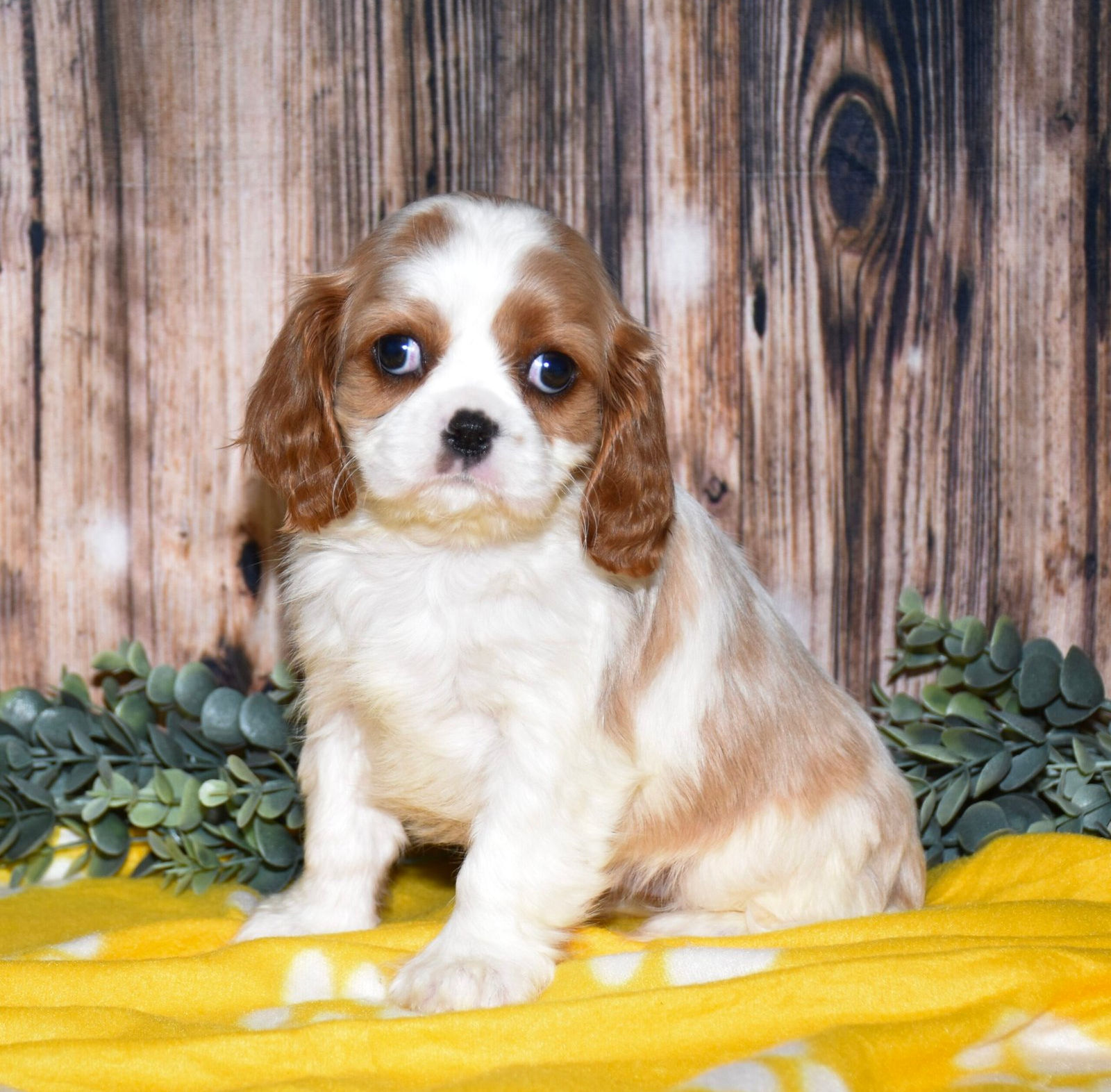Adorable Cavalier King Charles Spaniel puppy