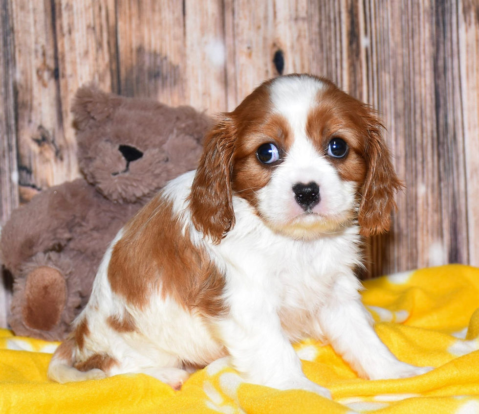Adorable Cavalier King Charles Spaniel puppy