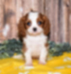 Adorable Cavalier King Charles Spaniel puppy
