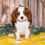 Thumbnail: Adorable Cavalier King Charles Spaniel puppy