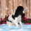 Thumbnail: Adorable black and white Cavalier King Charles Spaniel puppy