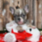 Adorable French Bulldog puppy in a red stocking