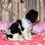 Thumbnail: Adorable Cavalier King Charles Spaniel puppy