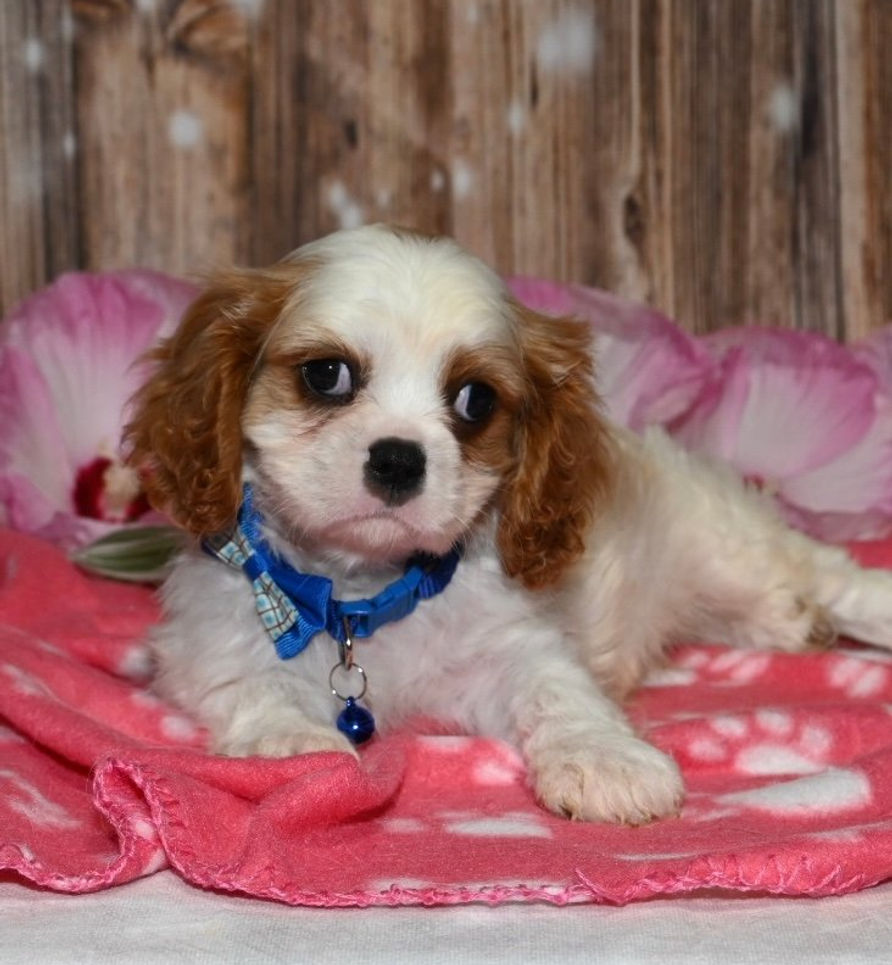 Thumbnail: Adorable Cavalier King Charles Spaniel puppy