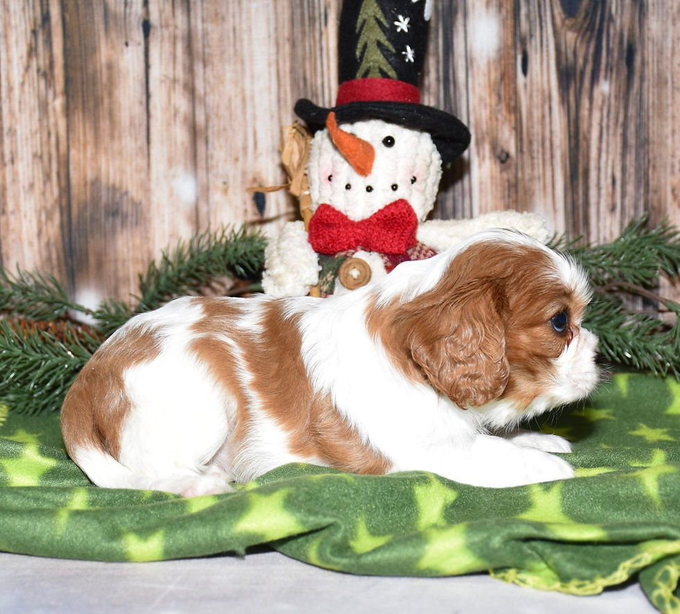 Thumbnail: Adorable Cavalier King Charles Spaniel puppy