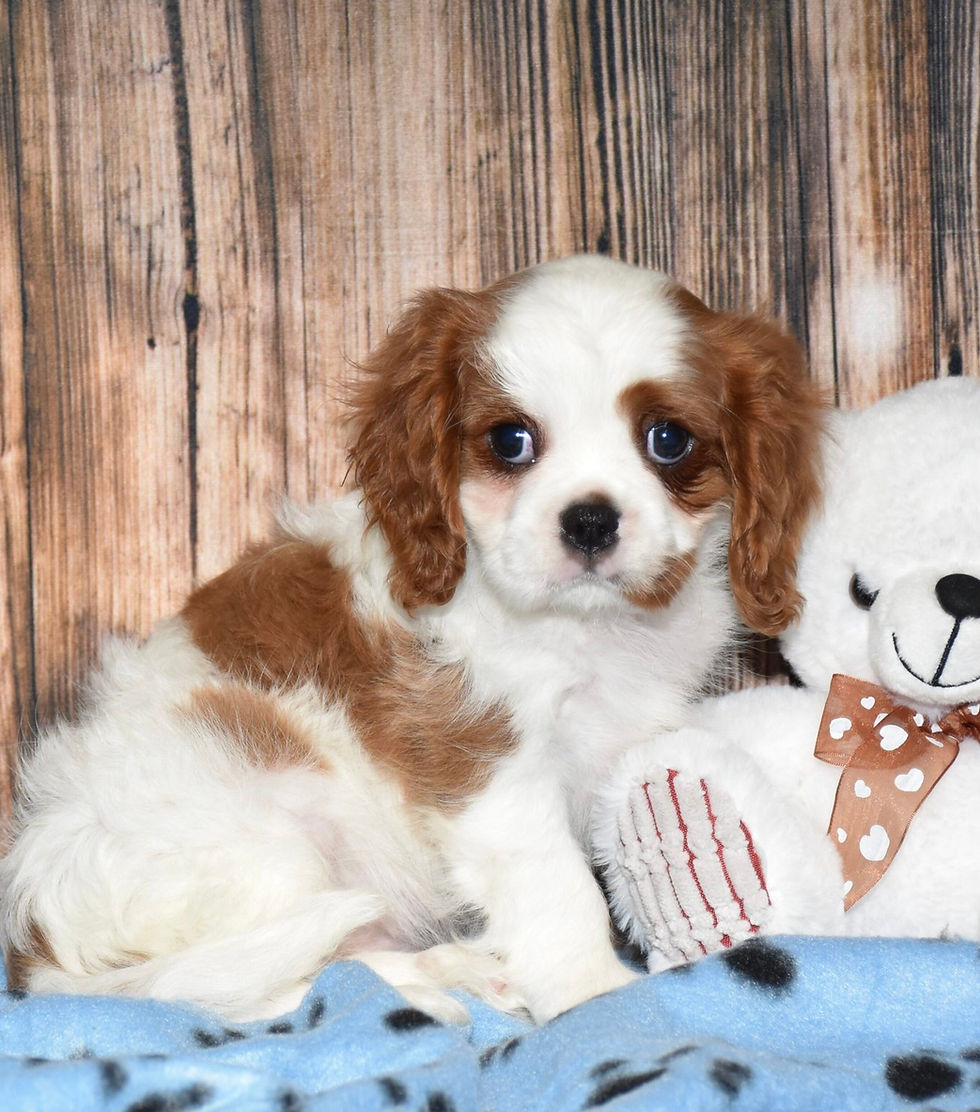 Adorable Cavalier King Charles Spaniel puppy with teddy