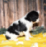 Adorable black and white Cavalier King Charles Spaniel puppy