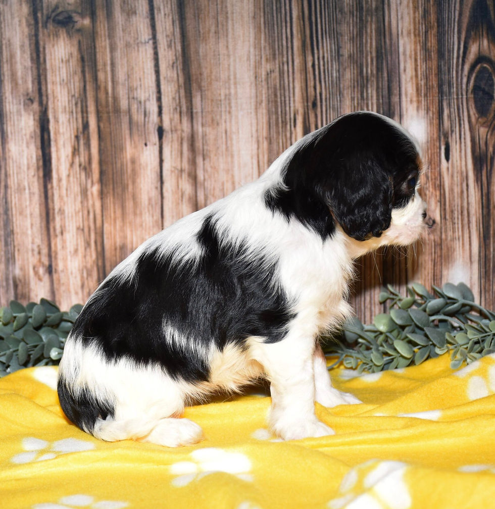 Adorable black and white Cavalier King Charles Spaniel puppy