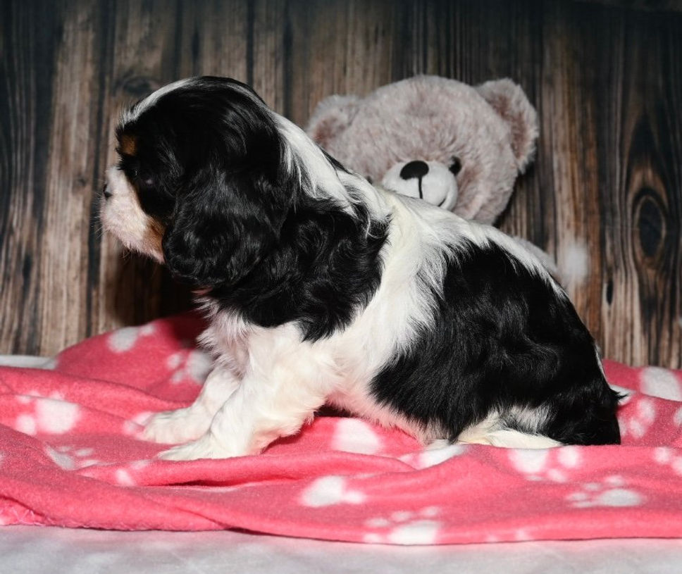Thumbnail: Adorable Cavalier King Charles Spaniel puppy with teddy bear
