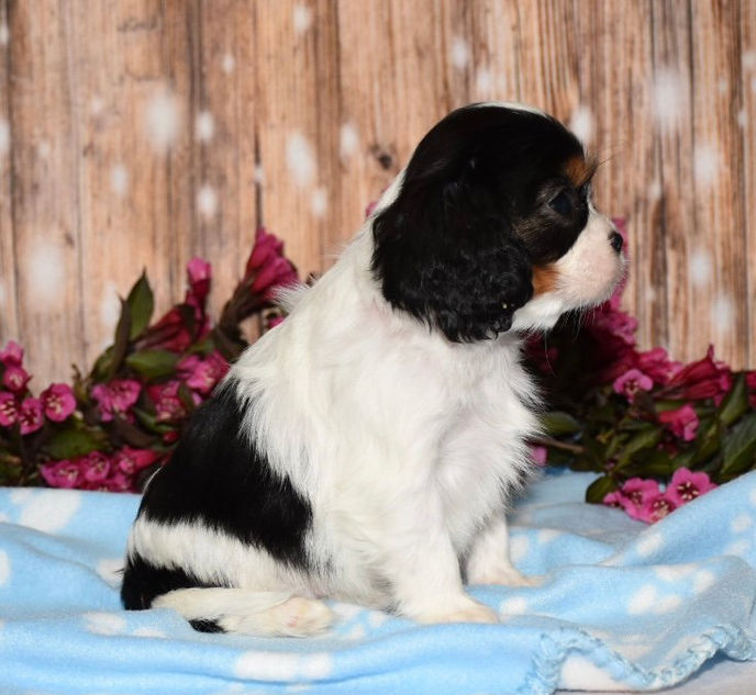 Thumbnail: Adorable Cavalier King Charles Spaniel puppy