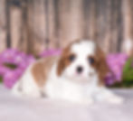 Adorable Cavalier King Charles Spaniel puppy