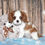 Thumbnail: Adorable Cavalier King Charles Spaniel puppy