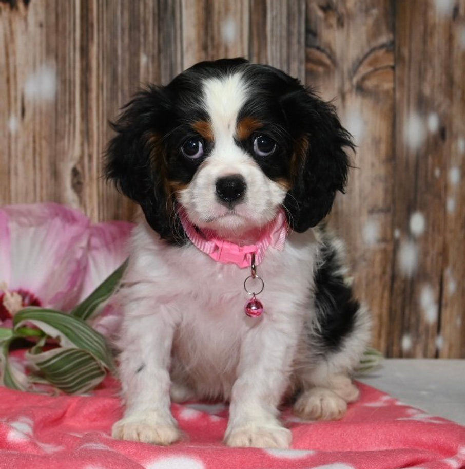 Adorable Cavalier King Charles Spaniel puppy