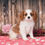 Thumbnail: Adorable Cavalier King Charles Spaniel puppy