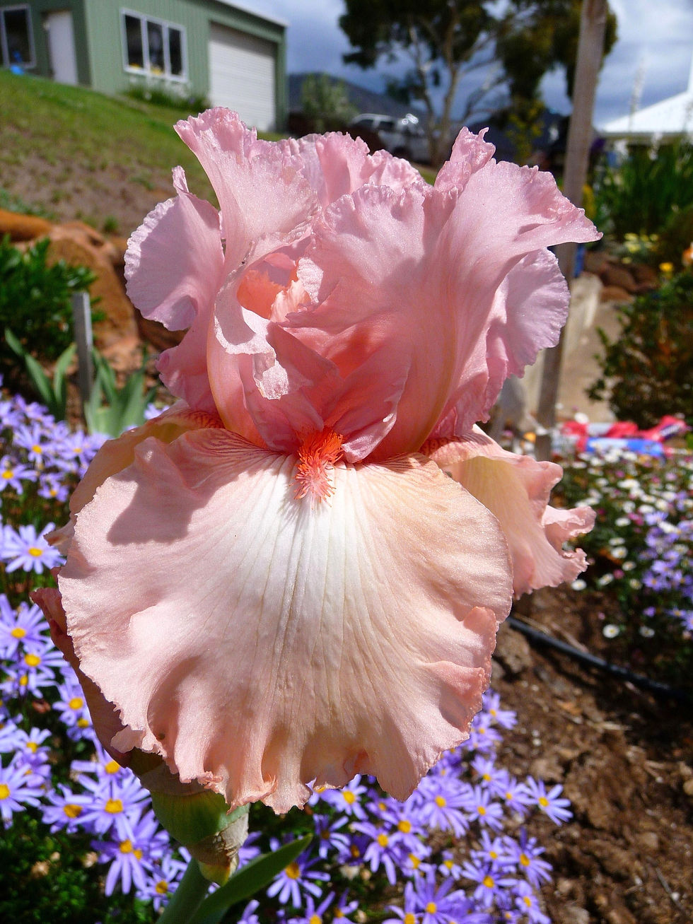 Pink Swan