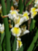 Highline Snowflake
