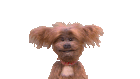 ezgif.com-resize.gif