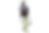 Untitled design-4.png