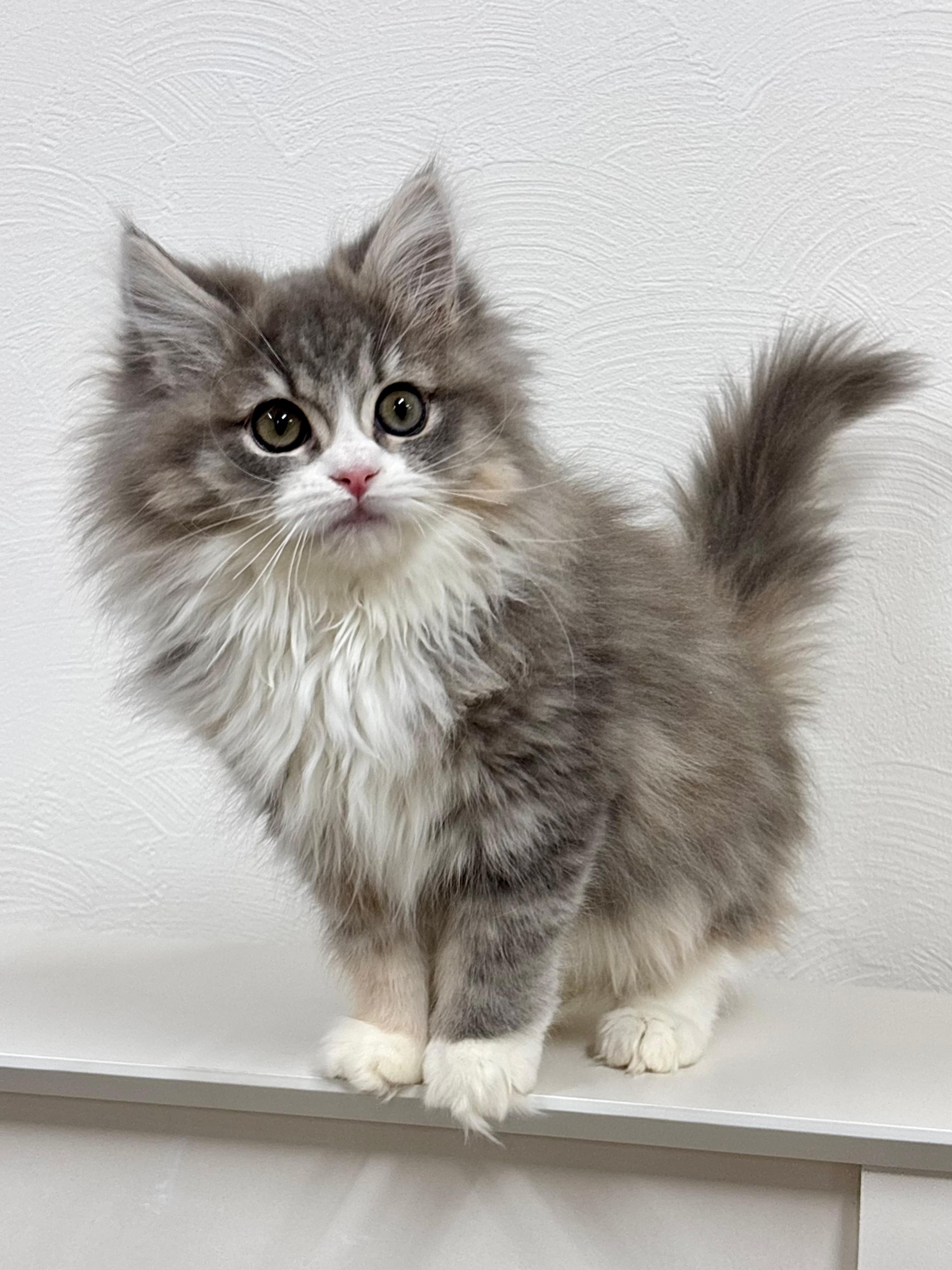 売約済 ミックス（サイベリアン×ラグドール）女の子　No.0001