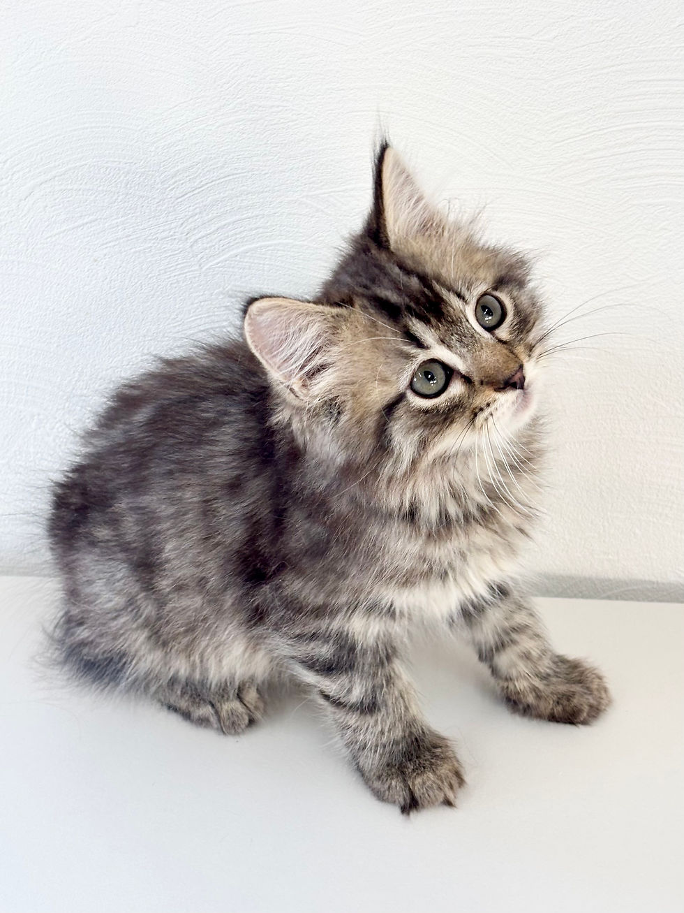 サムネイル： サイベリアン　男の子　No.0007