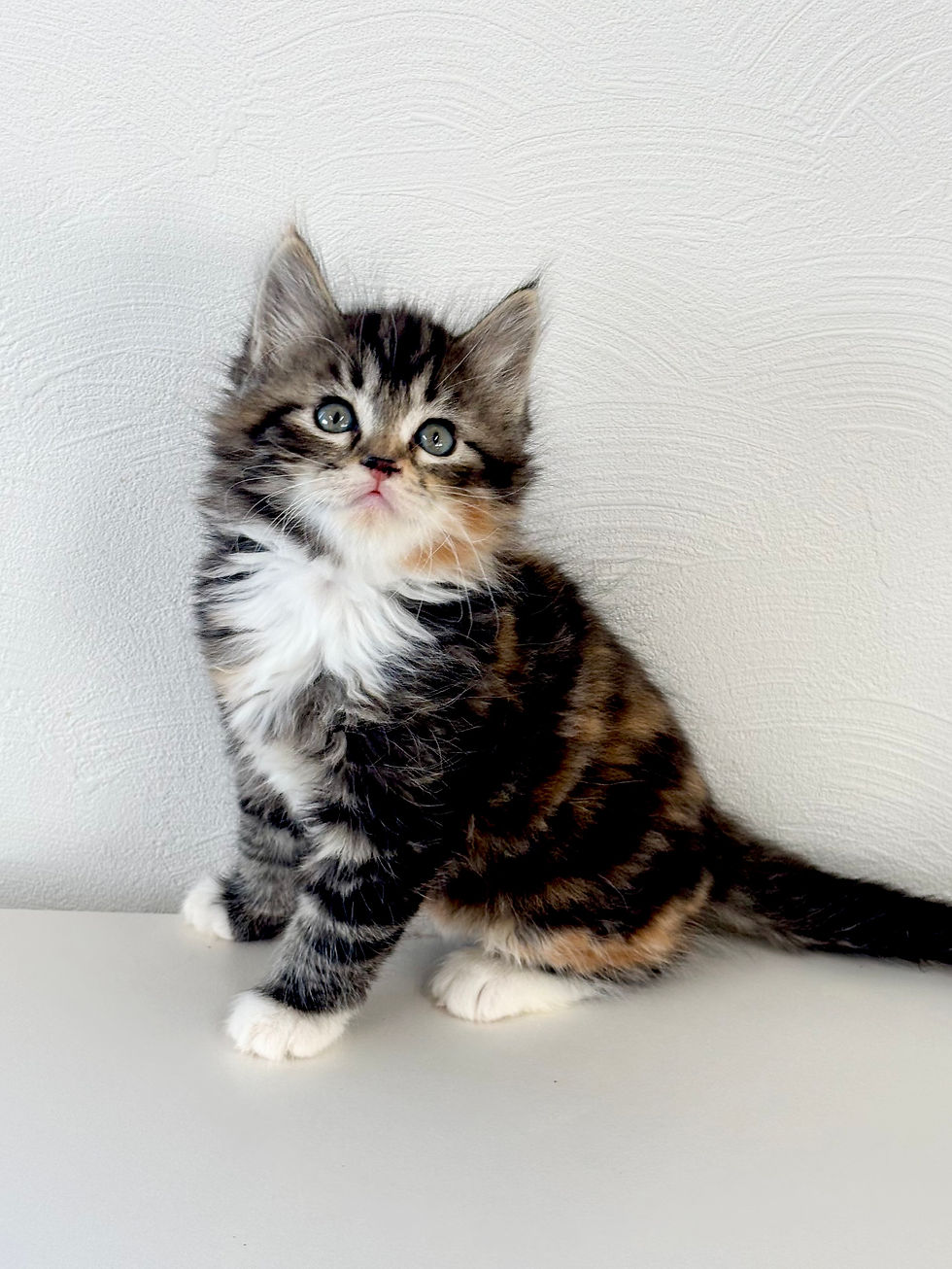 サムネイル： サイベリアン　女の子　No.0018