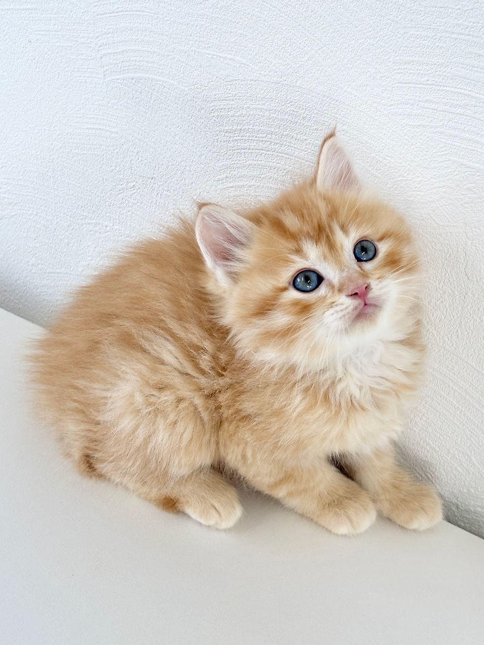 サムネイル： サイベリアン　男の子　No.0016