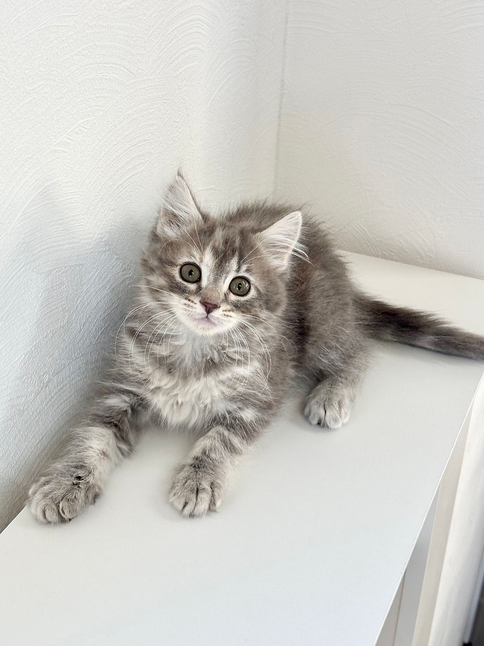 サムネイル： サイベリアン　女の子　No.0008