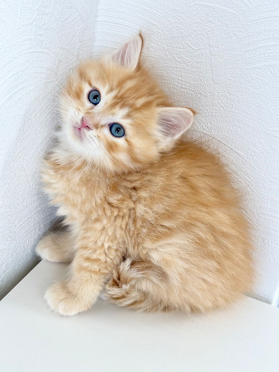 サムネイル： サイベリアン　男の子　No.0016