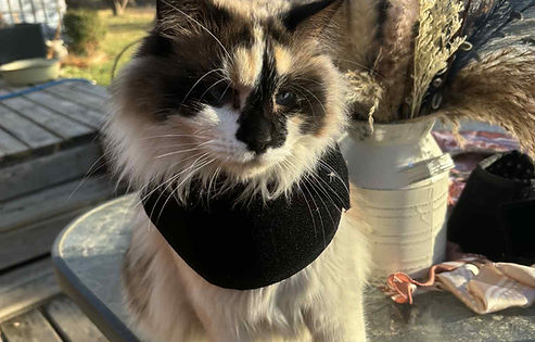 908e44dd-4f70-450f-ac43-748a2925e6cd.jfif