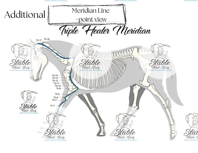 Thumbnail: Equine Meridian Charts (Download)