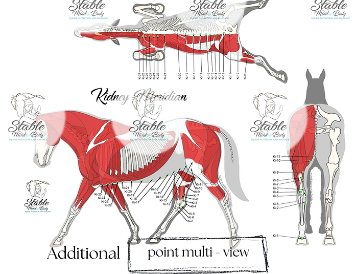 Thumbnail: Equine Meridian Charts - Printed & Laminated