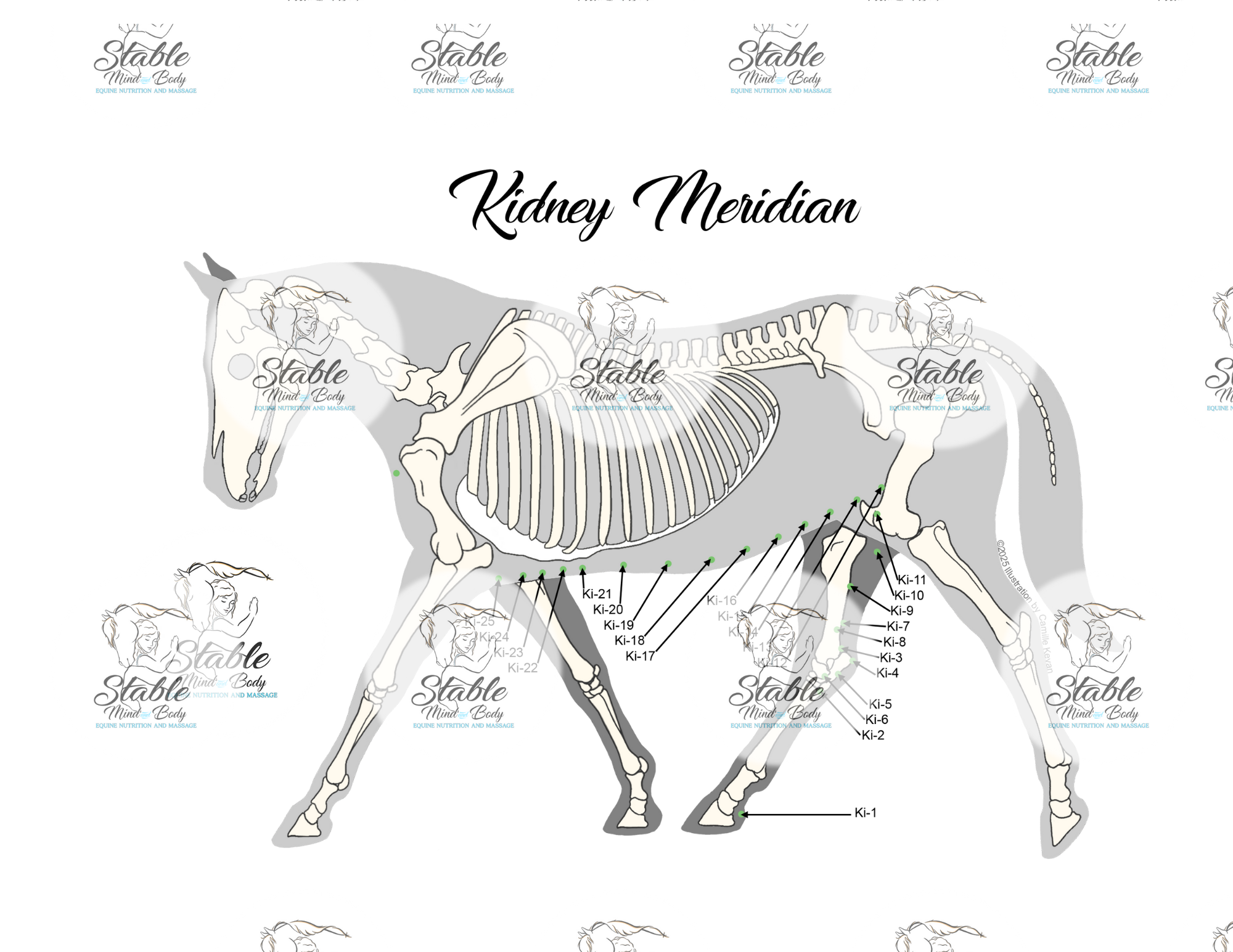 Skeletal View Meridian Set